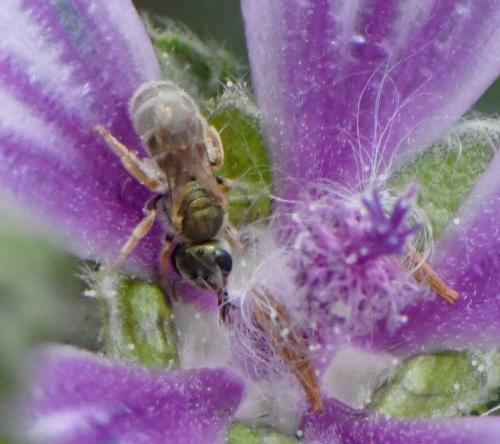 Réf. 260 039 : Seladonia sp.